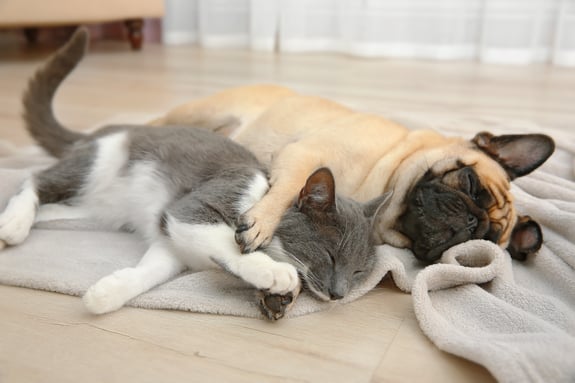 Mops und graue Katze liegen kuschelnd auf dem Boden