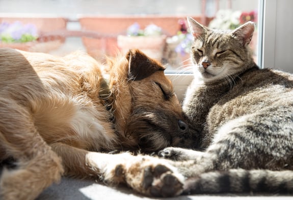 Hund und Katze schlafen zusammen im Sonnenlicht.