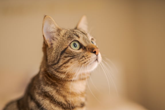 Braune Katze schaut nach oben vor einem braunen Hintergrund