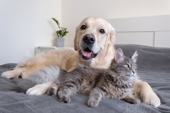 Brauner Hund und graue Katze liegen kuschelnd auf dem Bett mit einer grauen Decke