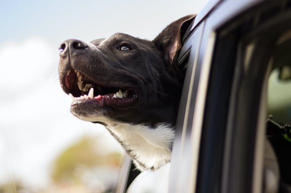 Ein Hund schaut aus dem Fenster eines Autos