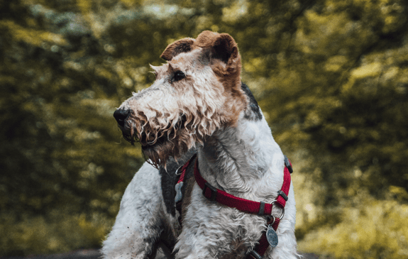 Airedale Terrier im Wald 