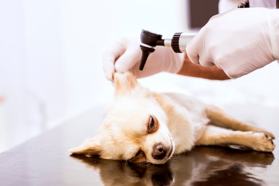 Chihuahua liegt auf dem Arzttich und der Arzt schaut mit der Ohrlupe in das Ohr das Hundes