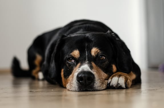 Traurig blickender Hund liegt auf dem Boden 