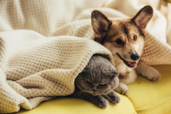 Braune Katze liegt neben einem Corgi im Bett und wird mit einer Decke zugedeckt