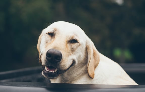 Labrador Retriever lächelt 