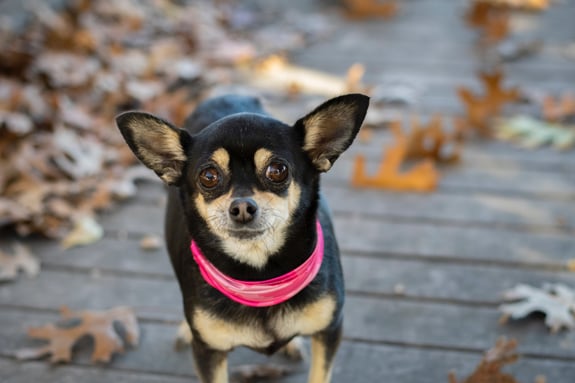 Bild von einem Chihuahua
