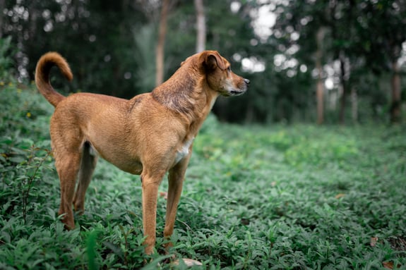 Brauner Hund schaut in den grünen Wald