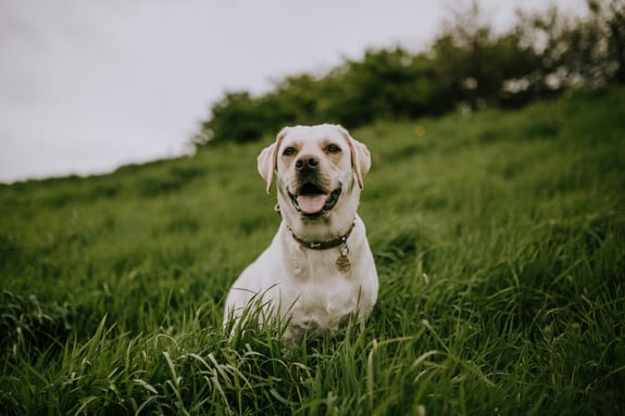 Bild von einem Labrador im Gras