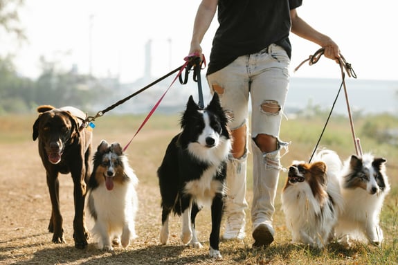 Person führt mehrere Hunde verschiedener Rassen an Leinen aus.