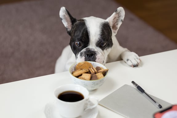 Hund schaut auf Tisch mit Keksen und Tasse Kaffee.