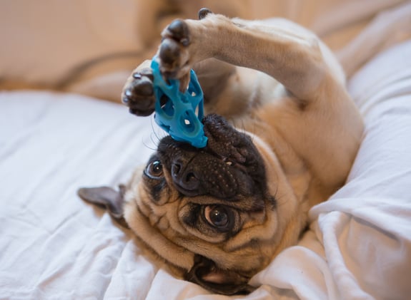 Mops spielt mit einem blauen Kauspielzeug und liegt auf einem Bett