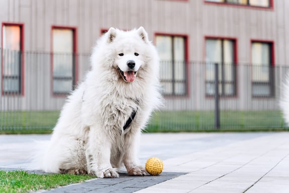 Samoyed sitz hechelnd auf der Straße und vor dem Hund liegt ein gelber Ball