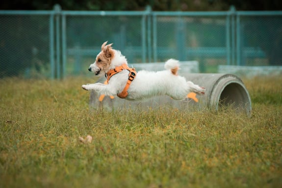 Jack Russell Terrier springt über den Rasen