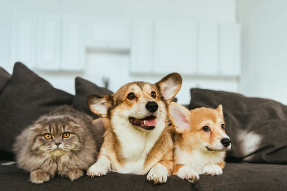 Zwei Corgis und eine Katze sitzen auf der braunen Couch