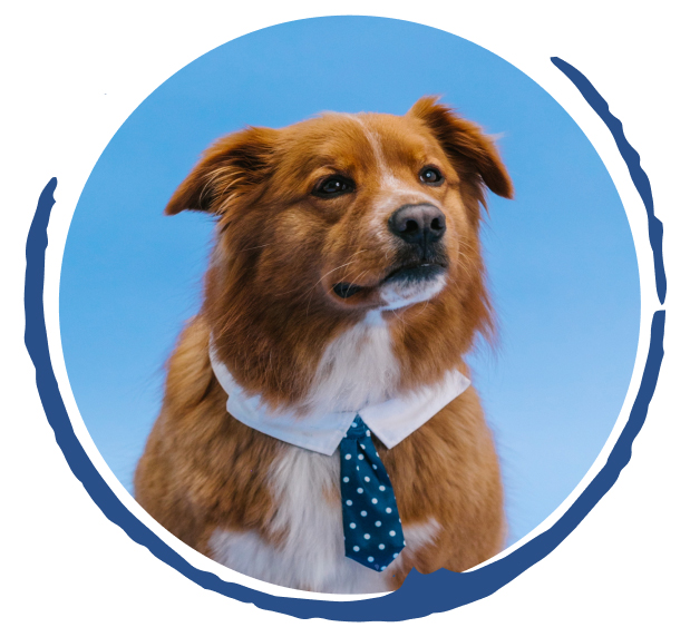 Dog1
