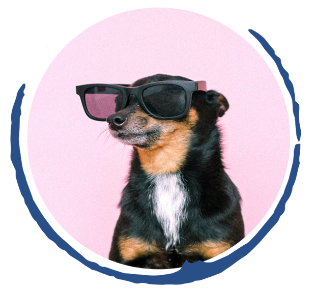 Dog3