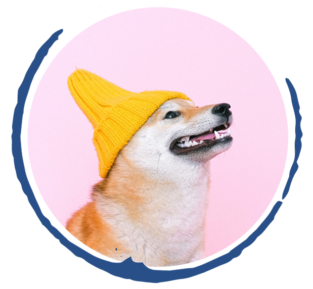 Dog4